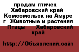 продам птичек. - Хабаровский край, Комсомольск-на-Амуре г. Животные и растения » Птицы   . Хабаровский край